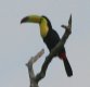 [Keel-billed Toucan]