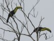 [Keel-billed Toucan]