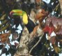 [Keel-billed Toucan]