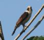 [Laughing Falcon]