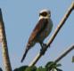 [Laughing Falcon]