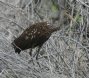 [Limpkin]