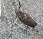 [Limpkin]