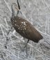 [Limpkin]