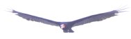 [Lesser Yellow-headed Vulture]