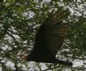 [Lesser Yellow-headed Vulture]