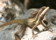 [lizard]