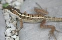 [lizard]