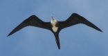 [Magnificent Frigatebird]