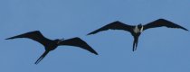 [Magnificent Frigatebird]