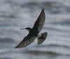[Mangrove Swallow]