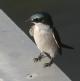 [Mangrove Swallow]