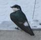 [Mangrove Swallow]