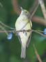 [Mangrove Vireo]