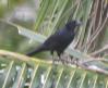 [Melodius Blackbird]