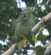 [Mealy Parrot]