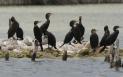 [Noetropic Cormorant]