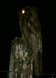 [Northern Potoo]