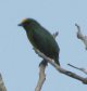 [Olive-backed Euphonia]