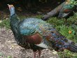 [Ocellated Turkey]