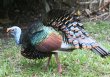 [Ocellated Turkey]