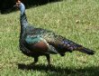 [Ocellated Turkey]