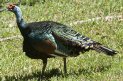 [Ocellated Turkey]