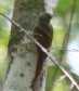 [Olivaceous Woodcreeper]