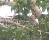 [Ornate Hawk-Eagle]