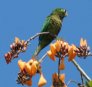 [Olive-throated Parakeet]
