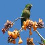 [Olive-throated Parakeet]