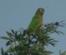 [Olive-throated Parakeet]