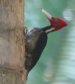 [Pale-billed Woodpecker]