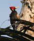 [Pale-billed Woodpecker]
