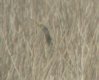 [Pinneated Bittern]