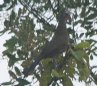 [Plain Chachalaca]