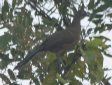 [Plain Chachalaca]
