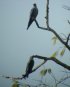 [Plumbeous Kite]
