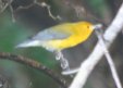 [Prothonotary Warbler]