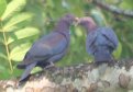[Red-billed Pigeon]