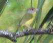 [Rufous-browed Peppershrike]