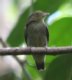 [Red-capped Manakin]