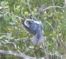 [Ringed Kingfisher]