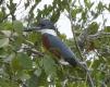 [Ringed Kingfisher]