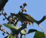 [Red-legged Noneycreeper]