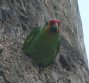 [Red-lored Parrot]