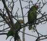 [Red-lored Parrot]