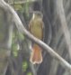 [Royal Flycatcher]