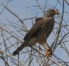 [Roadside Hawk]