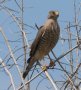 [Roadside Hawk]